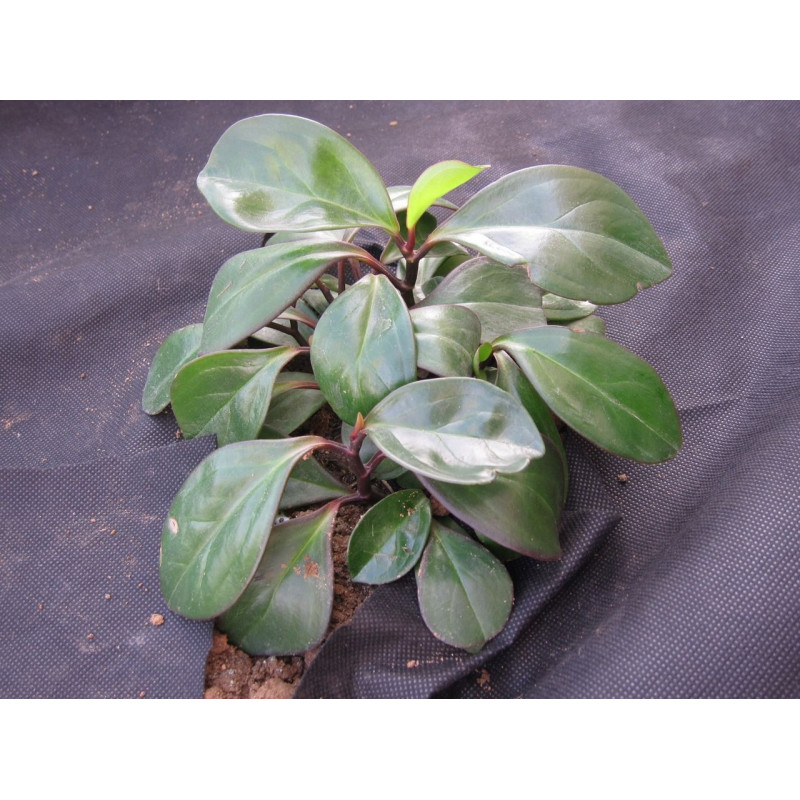 Агротканина (проти бур'янів) чорна 1 х 20м 50 г/м² Garden Line  AGO2173