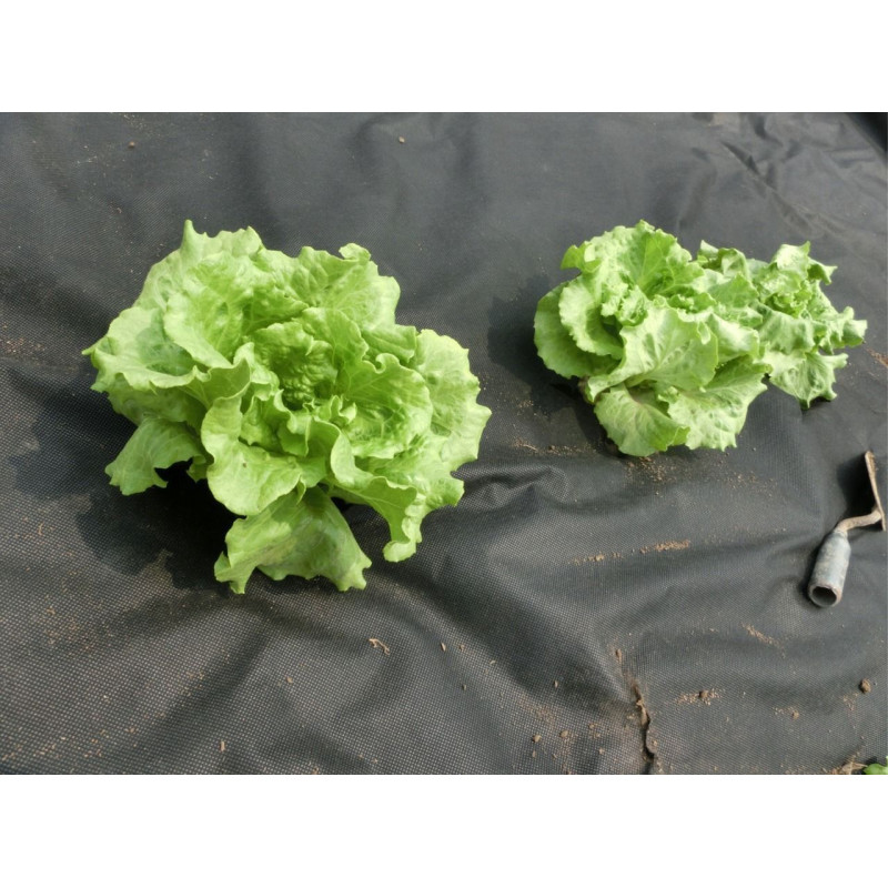 Агротканина (проти бур'янів) чорна 1 х 20м 50 г/м² Garden Line  AGO2173