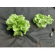 Агротканина (проти бур'янів) чорна 1 х 20м 50 г/м² Garden Line  AGO2173