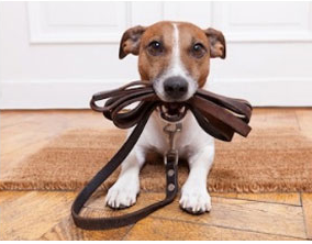 Відеоняня-для-домашніх-тварин-фото-1 Відеоняня-для-домашніх-тварин-фото-1